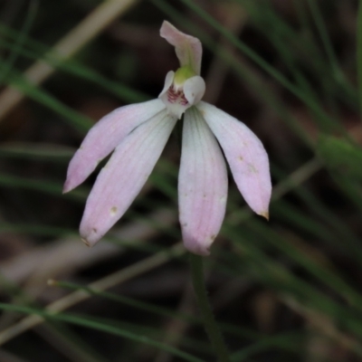 Caladenia carnea (Pink Fingers) at Gossan Hill - 16 Oct 2021 by AndyRoo