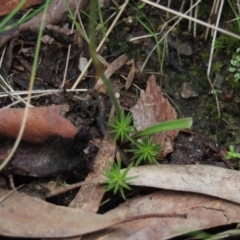 Caladenia carnea at Bruce, ACT - 16 Oct 2021