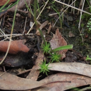 Caladenia carnea at Bruce, ACT - 16 Oct 2021