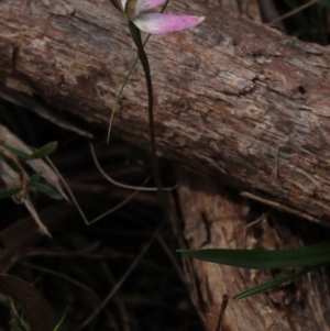 Caladenia carnea at Bruce, ACT - 16 Oct 2021