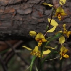 Diuris nigromontana (Black Mountain Leopard Orchid) at Gossan Hill - 16 Oct 2021 by AndyRoo