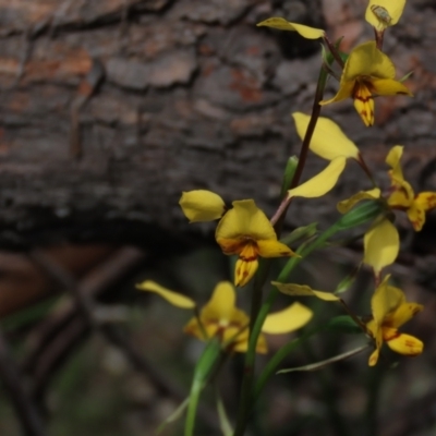 Diuris nigromontana (Black Mountain Leopard Orchid) at Bruce Ridge to Gossan Hill - 16 Oct 2021 by AndyRoo