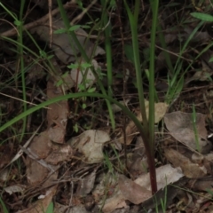 Diuris nigromontana at Bruce, ACT - suppressed