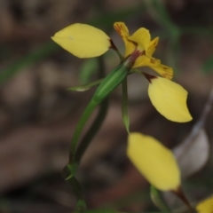 Diuris nigromontana at Bruce, ACT - 16 Oct 2021