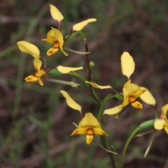 Diuris nigromontana at Bruce, ACT - 16 Oct 2021