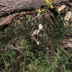 Diuris nigromontana at Bruce, ACT - suppressed