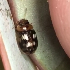 Peltoschema delicatulum (Leaf beetle) at Red Hill to Yarralumla Creek - 20 Oct 2021 by Tapirlord