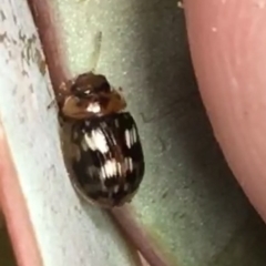 Unidentified Leaf beetle (Chrysomelidae) (TBC) at Garran, ACT - 20 Oct 2021 by Tapirlord