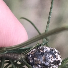Trachymela sp. (genus) (Brown button beetle) at Hughes Garran Woodland - 20 Oct 2021 by Tapirlord