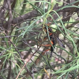 Echthromorpha intricatoria at Hughes, ACT - 20 Oct 2021 01:36 PM