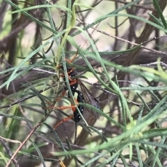 Echthromorpha intricatoria at Hughes, ACT - 20 Oct 2021 01:36 PM