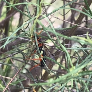 Echthromorpha intricatoria at Hughes, ACT - 20 Oct 2021