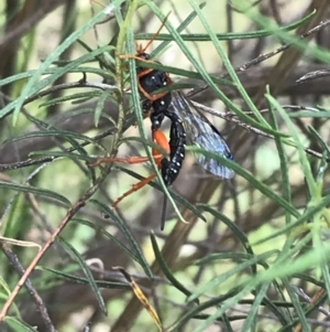 Echthromorpha intricatoria at Hughes, ACT - 20 Oct 2021