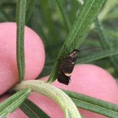 Leistomorpha brontoscopa (A concealer moth) at Hughes Garran Woodland - 20 Oct 2021 by Tapirlord