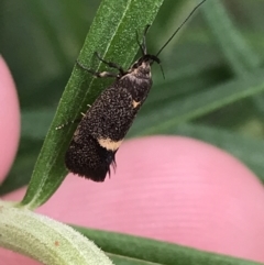 Leistomorpha brontoscopa at Garran, ACT - 20 Oct 2021