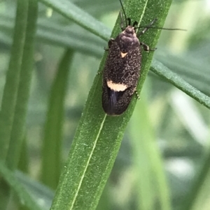 Leistomorpha brontoscopa at Garran, ACT - 20 Oct 2021