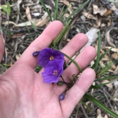 Solanum linearifolium (Kangaroo Apple) at Red Hill to Yarralumla Creek - 20 Oct 2021 by Tapirlord