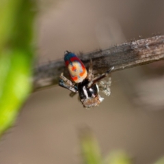 Maratus pavonis at Googong, NSW - 22 Oct 2021