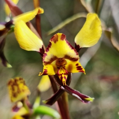 Diuris semilunulata (Late Leopard Orchid) at Cotter River, ACT - 21 Oct 2021 by RobG1