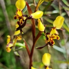 Diuris semilunulata at Cotter River, ACT - 21 Oct 2021