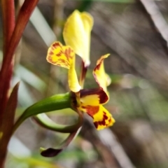 Diuris semilunulata at Cotter River, ACT - 21 Oct 2021