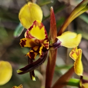 Diuris semilunulata at Cotter River, ACT - 21 Oct 2021