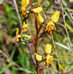 Diuris semilunulata at Cotter River, ACT - 21 Oct 2021