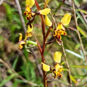 Diuris semilunulata at Cotter River, ACT - 21 Oct 2021