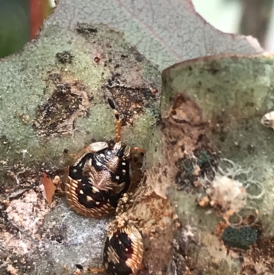 Anischys sp. (genus) (Unidentified Anischys bug) at Hughes, ACT - 20 Oct 2021 by Tapirlord