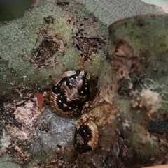 Anischys sp. (genus) at Hughes, ACT - 20 Oct 2021