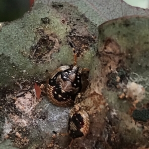 Anischys sp. (genus) at Hughes, ACT - 20 Oct 2021