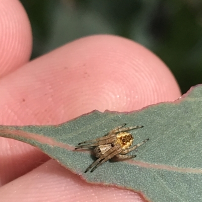 Araneus hamiltoni (Hamilton's Orb Weaver) at Red Hill to Yarralumla Creek - 20 Oct 2021 by Tapirlord