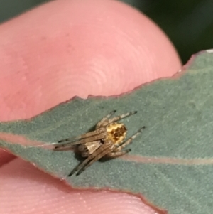 Araneus hamiltoni at Hughes, ACT - 20 Oct 2021 02:10 PM