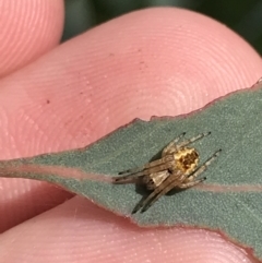 Araneus hamiltoni at Hughes, ACT - 20 Oct 2021 02:10 PM