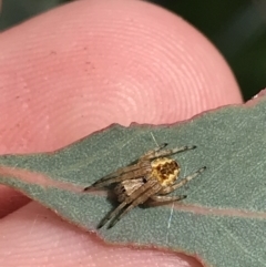 Araneus hamiltoni at Hughes, ACT - 20 Oct 2021 02:10 PM