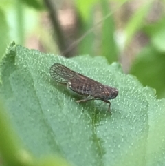 Cixiidae sp. (family) (Cixiid planthopper) at Hughes Garran Woodland - 20 Oct 2021 by Tapirlord