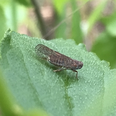 Cixiidae sp. (family) (Cixiid planthopper) at Red Hill to Yarralumla Creek - 20 Oct 2021 by Tapirlord