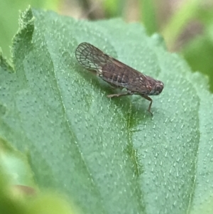 Cixiidae sp. (family) at Hughes, ACT - 20 Oct 2021