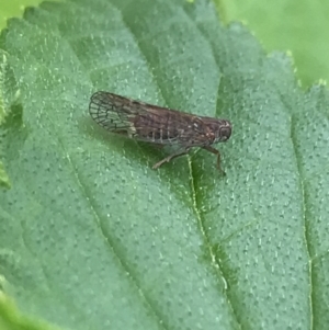 Cixiidae sp. (family) at Hughes, ACT - 20 Oct 2021