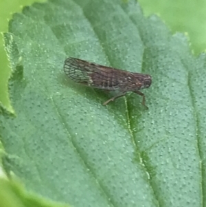 Cixiidae sp. (family) at Hughes, ACT - 20 Oct 2021