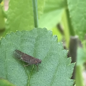 Cixiidae sp. (family) at Hughes, ACT - 20 Oct 2021