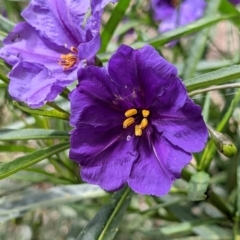 Solanum linearifolium (Kangaroo Apple) at Currawang, NSW - 22 Oct 2021 by camcols