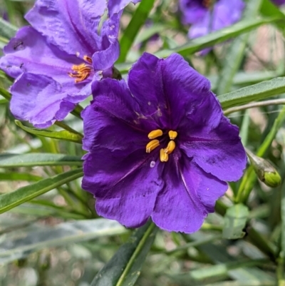 Solanum linearifolium (Kangaroo Apple) at Currawang, NSW - 22 Oct 2021 by camcols