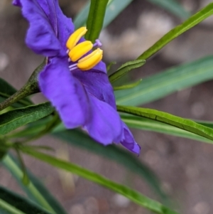 Solanum linearifolium at Currawang, NSW - 22 Oct 2021