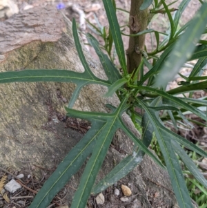 Solanum linearifolium at Currawang, NSW - 22 Oct 2021