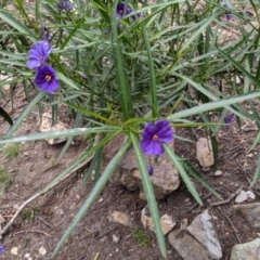 Solanum linearifolium at Currawang, NSW - 22 Oct 2021