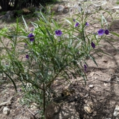 Solanum linearifolium at Currawang, NSW - 22 Oct 2021