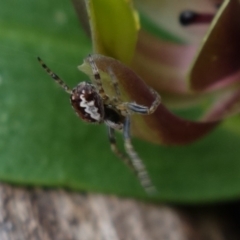 Araneinae (subfamily) (Orb weaver) at Namadgi National Park - 21 Oct 2021 by RobG1