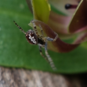 Araneinae (subfamily) at Cotter River, ACT - 21 Oct 2021