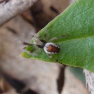 Araneinae (subfamily) at Cotter River, ACT - 21 Oct 2021